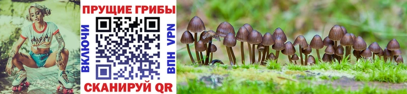 купить наркотик  блэк спрут ССЫЛКА  Псилоцибиновые грибы мухоморы  Тихорецк 